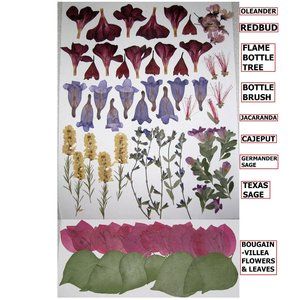 73 PCS Pressed Flat Dried Flowers Redbud Sage Cajeput Jacaranda Oleander Bougain